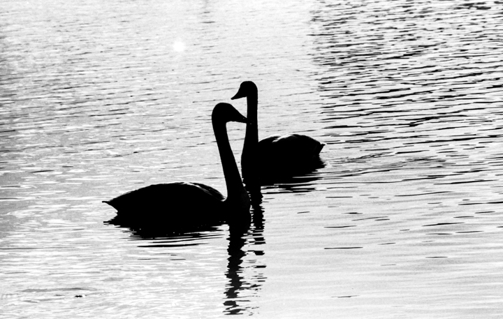 swan-image2