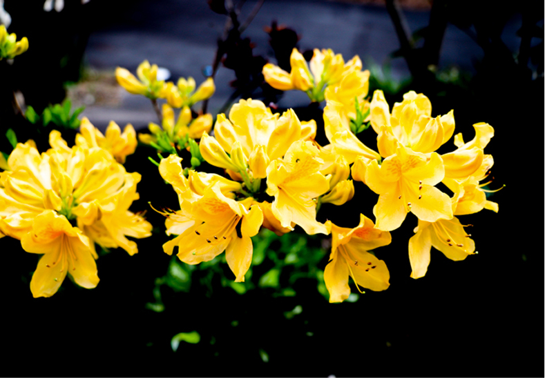 山吹色がうつくしい山ツツジの花、華麗でつつましく咲いています。（ピュアホーム桜岡の庭に咲きます。）