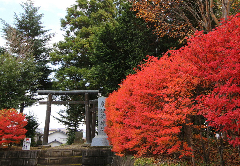 秋にはドウダンツツジの紅葉が綺麗です。