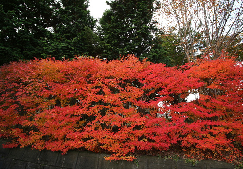 燃えるような紅葉が秋の深まりを感じます。