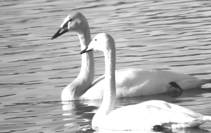 swan-image3