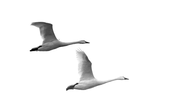 swan-image2